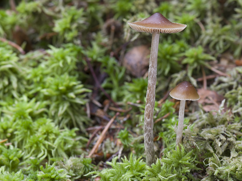 Psilocybe atrobrunnea